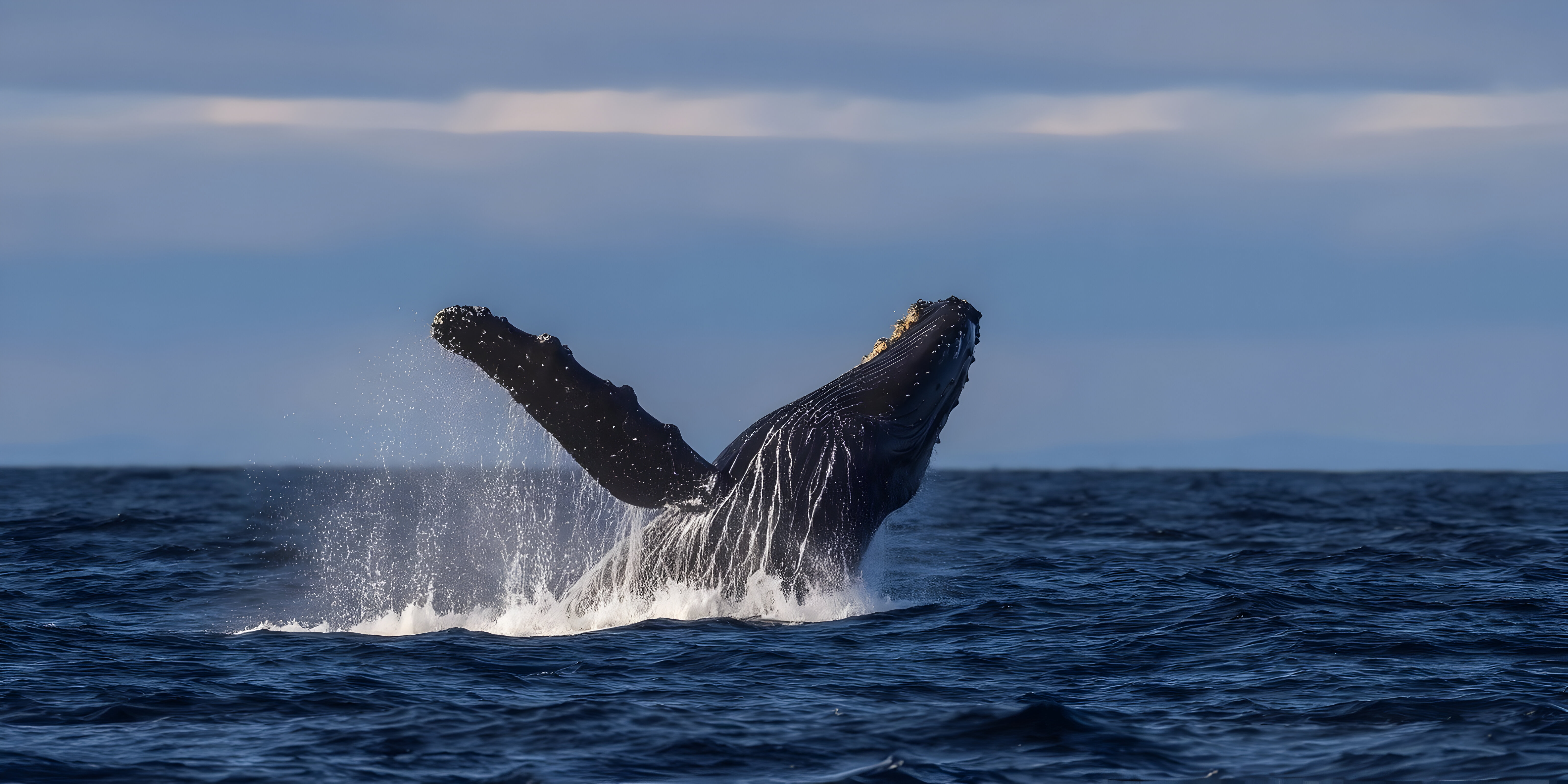 Humpback Whale Breaching